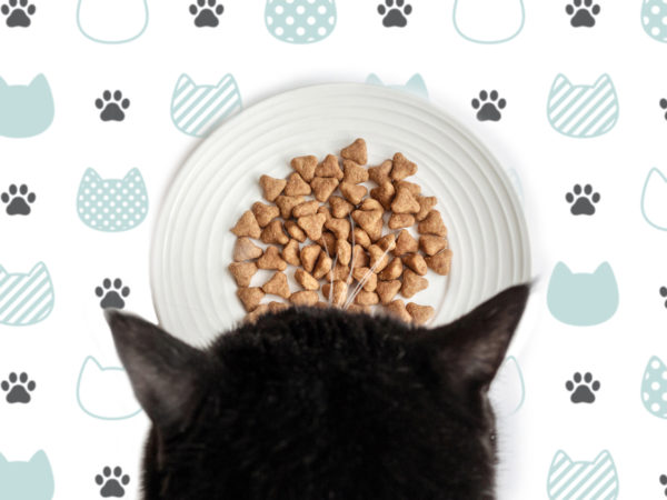 Domestic cat food. A black and white cat is eating food. Pet Care.