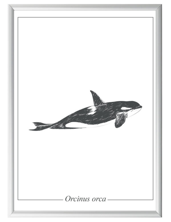 Lámina decorativa Ilustración Orca con marco plateado